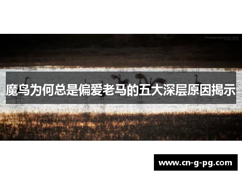 魔鸟为何总是偏爱老马的五大深层原因揭示